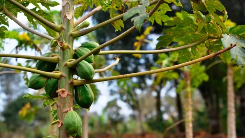 Penoso: destruyen plantaciones de mamones por falta de ventas