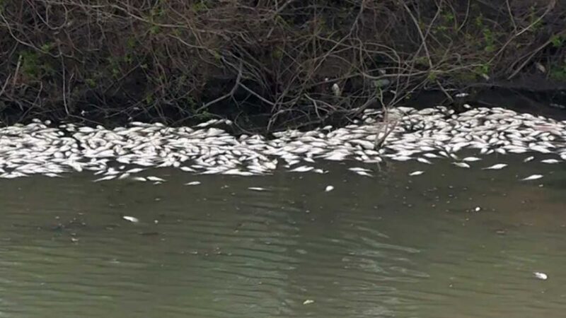 Impresionante mortandad de peces se está dando en arroyos de la costa del Uruguay