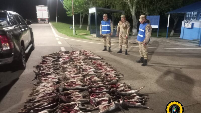 DISTINTOS PROCEDIMIENTOS DE LA DIRECCIÓN PREVENCIÓN DELITOS RURALES  ANIMALES SUSTRAÍDOS Y CONSTATAN BRUTAL DEPREDACIÓN DE LA FAUNA SILVESTRE