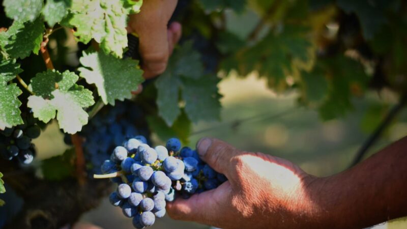 El proyecto turístico Entre Ríos, brindis y sabores fue reconocido por el CFI